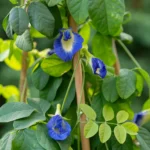 Ceylon Blue Pea Herbal Tea – Nil Katrol - Image 4