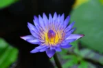 Ceylon Blue Water Lily Herbal Tea – Nil Manel - Image 4