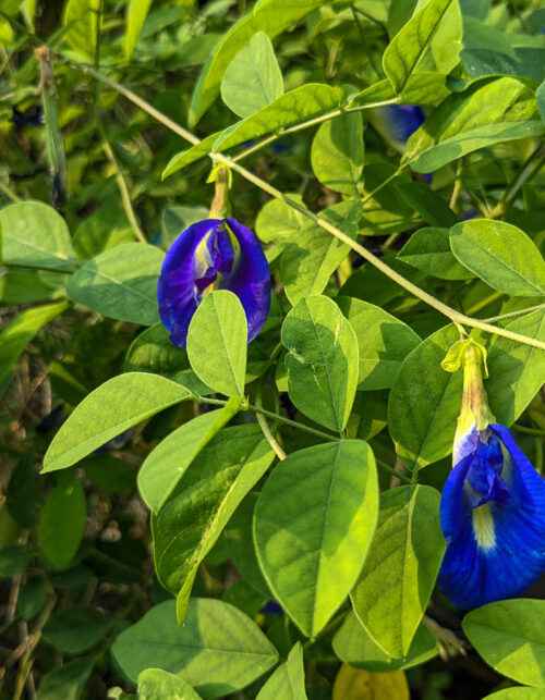 bluepea_jacquelinechua